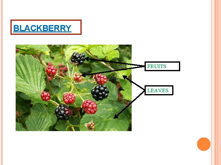 BLACKBERRY FRUITS LEAVES 