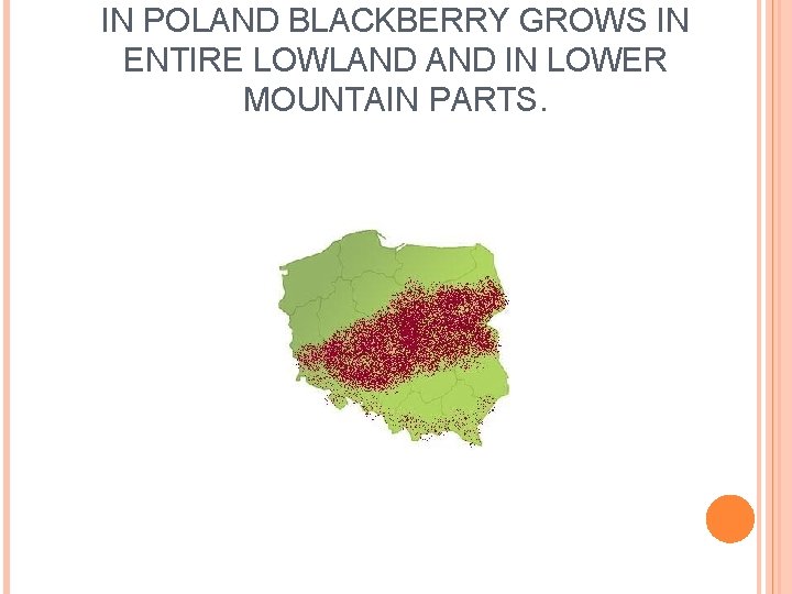 IN POLAND BLACKBERRY GROWS IN ENTIRE LOWLAND IN LOWER MOUNTAIN PARTS. 