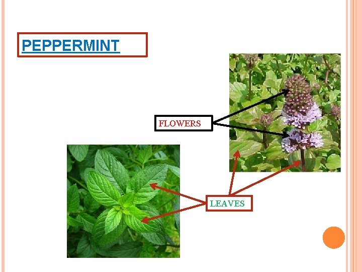 PEPPERMINT FLOWERS LEAVES 