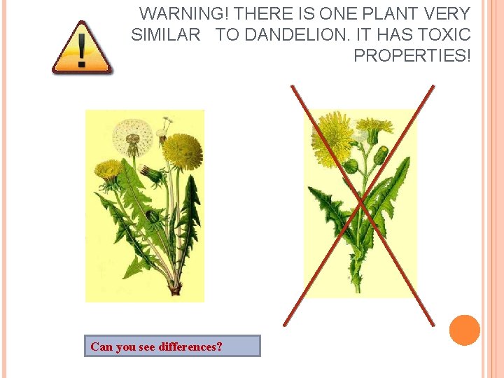 WARNING! THERE IS ONE PLANT VERY SIMILAR TO DANDELION. IT HAS TOXIC PROPERTIES! Can