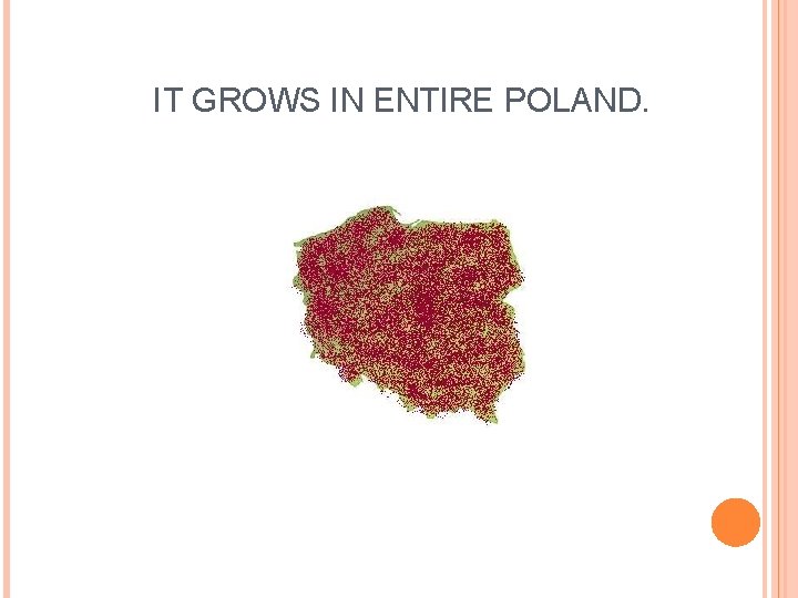 IT GROWS IN ENTIRE POLAND. 