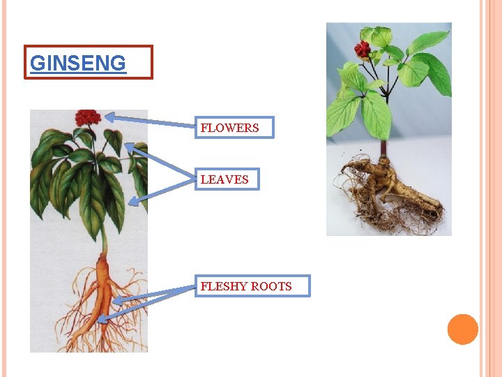 GINSENG FLOWERS LEAVES FLESHY ROOTS 