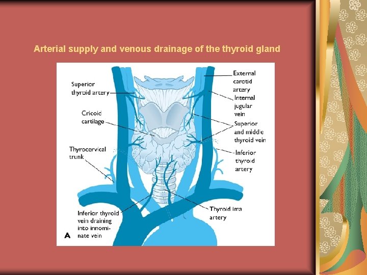 Arterial supply and venous drainage of the thyroid gland 