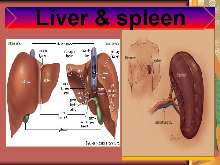 Liver & spleen 