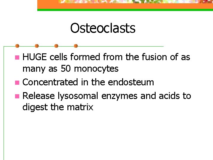 Osteoclasts HUGE cells formed from the fusion of as many as 50 monocytes n