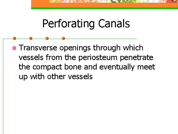 Perforating Canals n Transverse openings through which vessels from the periosteum penetrate the compact