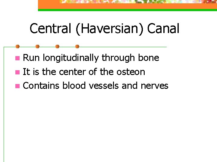 Central (Haversian) Canal Run longitudinally through bone n It is the center of the