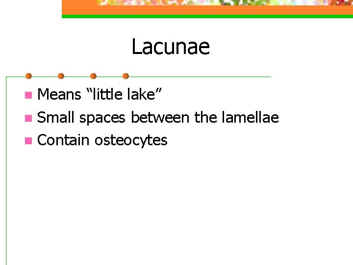 Lacunae Means “little lake” n Small spaces between the lamellae n Contain osteocytes n