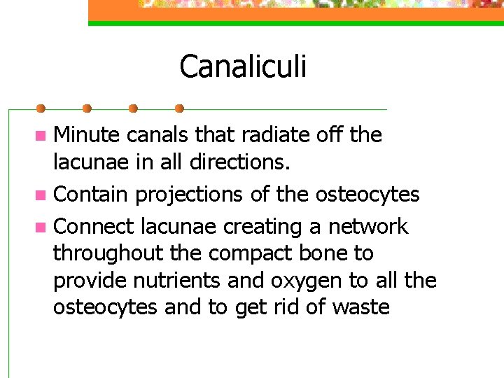 Canaliculi Minute canals that radiate off the lacunae in all directions. n Contain projections