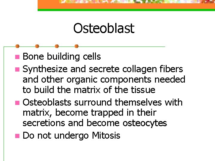 Osteoblast Bone building cells n Synthesize and secrete collagen fibers and other organic components