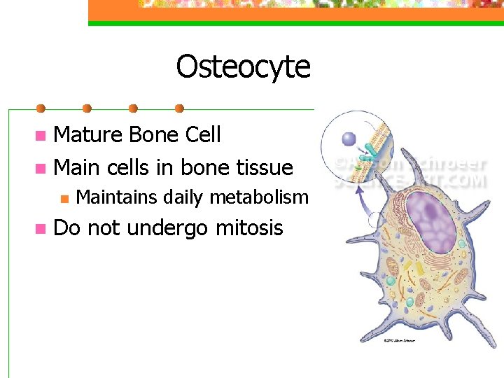 Osteocyte Mature Bone Cell n Main cells in bone tissue n n n Maintains