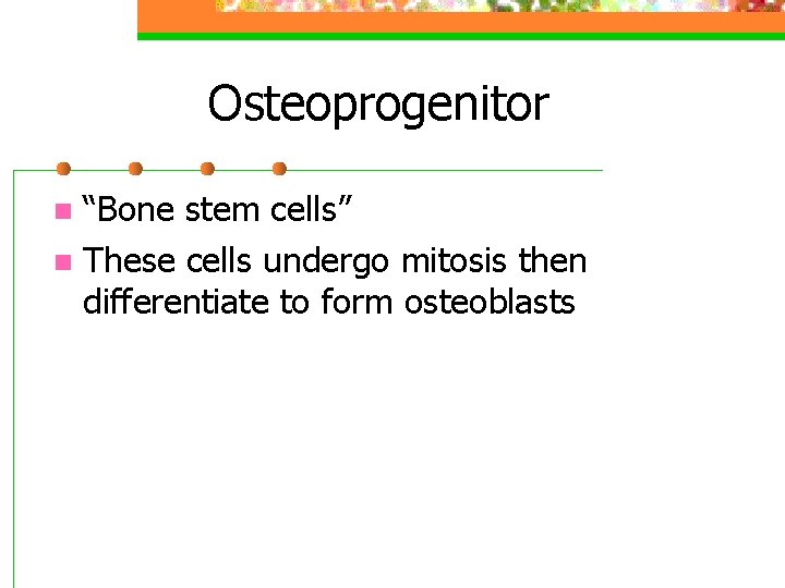 Osteoprogenitor “Bone stem cells” n These cells undergo mitosis then differentiate to form osteoblasts