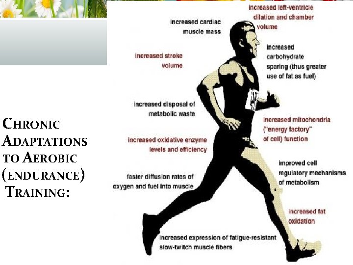 CHRONIC ADAPTATIONS TO AEROBIC (ENDURANCE) TRAINING: 