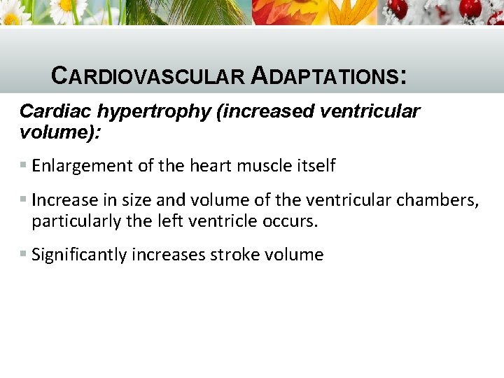 CARDIOVASCULAR ADAPTATIONS: Cardiac hypertrophy (increased ventricular volume): § Enlargement of the heart muscle itself
