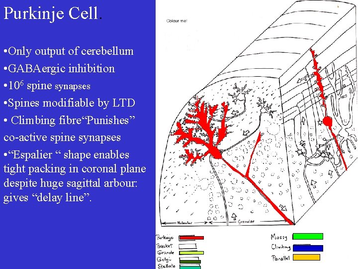 Purkinje Cell. • Only output of cerebellum • GABAergic inhibition • 106 spine synapses