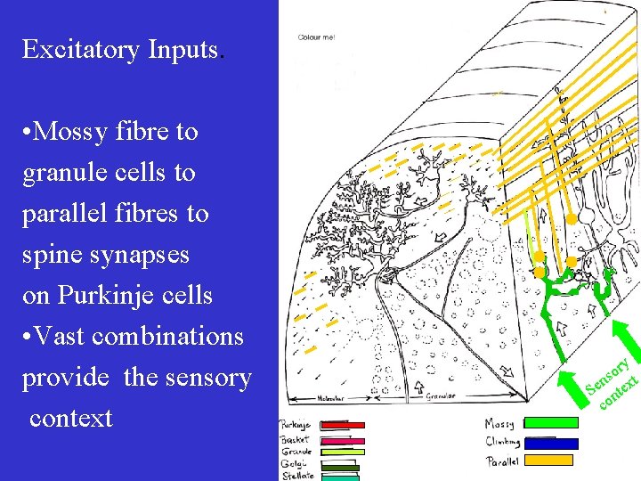 Excitatory Inputs. • Mossy fibre to granule cells to parallel fibres to spine synapses