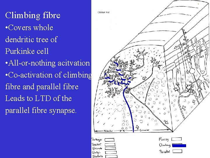 Climbing fibre • Covers whole dendritic tree of Purkinke cell • All-or-nothing acitvation •