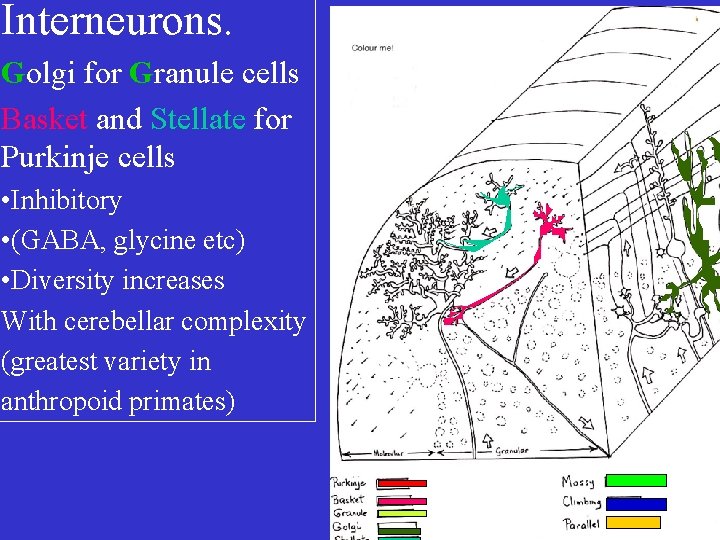 Interneurons. Golgi for Granule cells Basket and Stellate for Purkinje cells • Inhibitory •