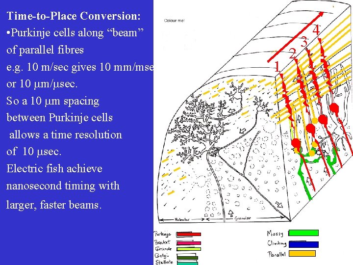 Time-to-Place Conversion: • Purkinje cells along “beam” of parallel fibres e. g. 10 m/sec