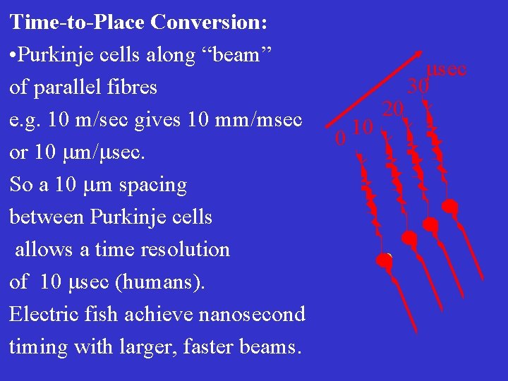 Time-to-Place Conversion: • Purkinje cells along “beam” of parallel fibres e. g. 10 m/sec