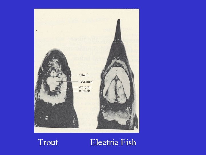 Trout Electric Fish 