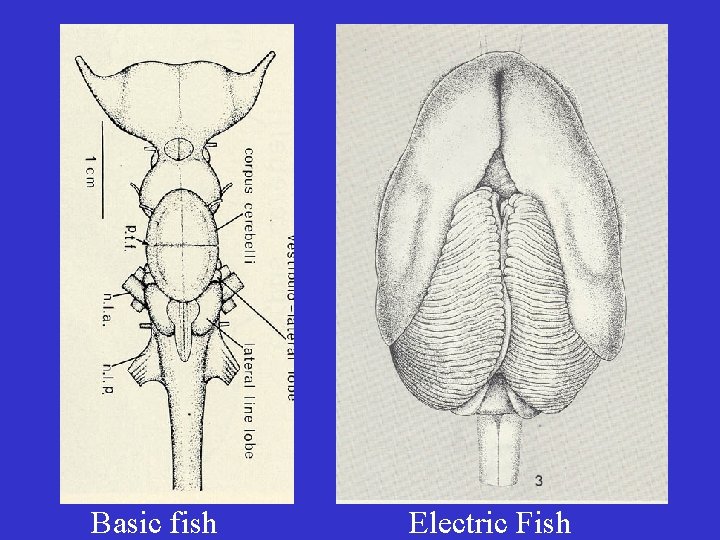 Basic fish Electric Fish 