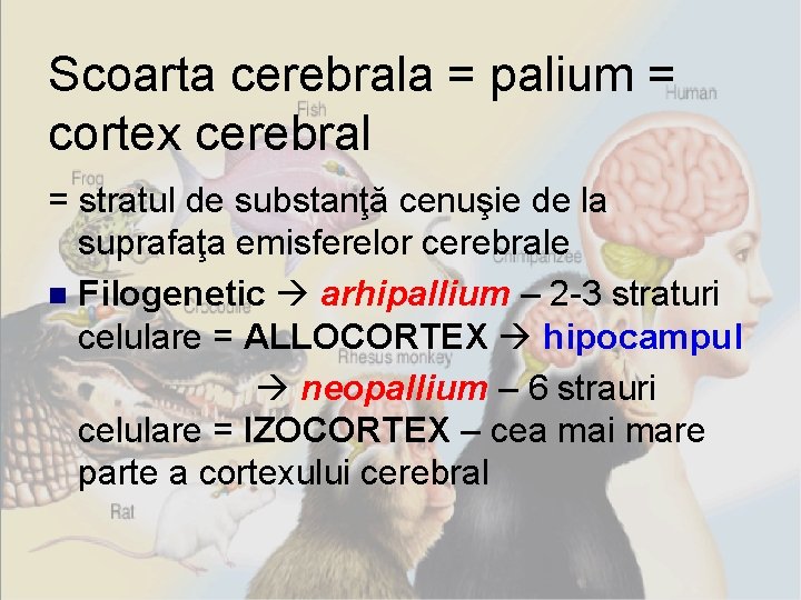 Scoarta cerebrala = palium = cortex cerebral = stratul de substanţă cenuşie de la