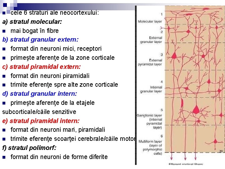 cele 6 straturi ale neocortexului: a) stratul molecular: n mai bogat în fibre b)