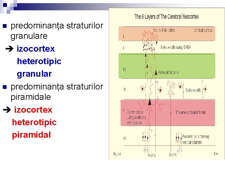 predominanța straturilor granulare izocortex heterotipic granular n predominanța straturilor piramidale izocortex heterotipic piramidal n