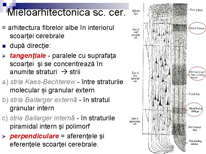 Mieloarhitectonica sc. cer. = arhitectura fibrelor albe în interiorul scoarței cerebrale n după direcţie: