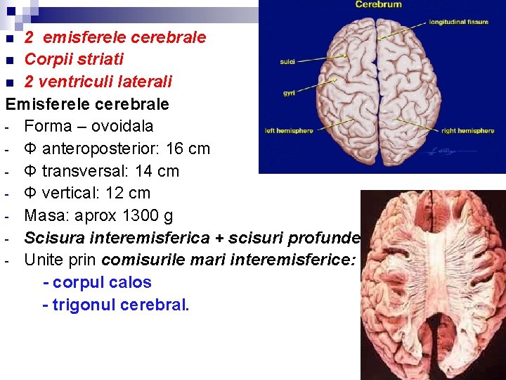 2 emisferele cerebrale n Corpii striati n 2 ventriculi laterali Emisferele cerebrale - Forma