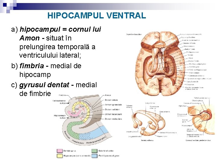 HIPOCAMPUL VENTRAL a) hipocampul = cornul lui Amon - situat în prelungirea temporală a