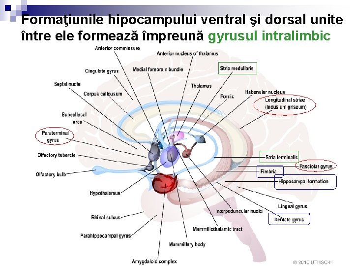 Formaţiunile hipocampului ventral şi dorsal unite între ele formează împreună gyrusul intralimbic 