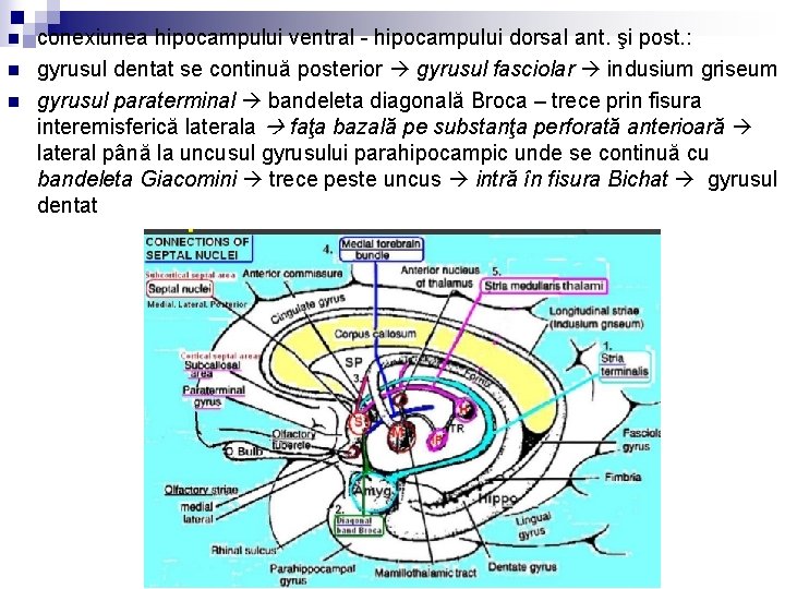 n n n conexiunea hipocampului ventral - hipocampului dorsal ant. şi post. : gyrusul