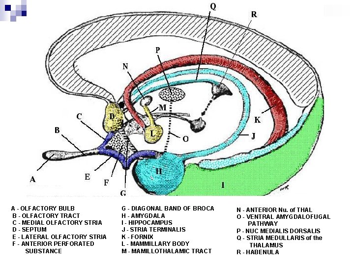  A - OLFACTORY BULB B - OLFACTORY TRACT C - MEDIAL OLFACTORY STRIA