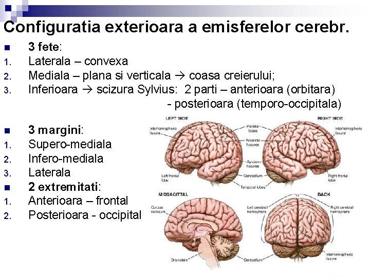 Configuratia exterioara a emisferelor cerebr. 3 fete: 1. Laterala – convexa 2. Mediala –