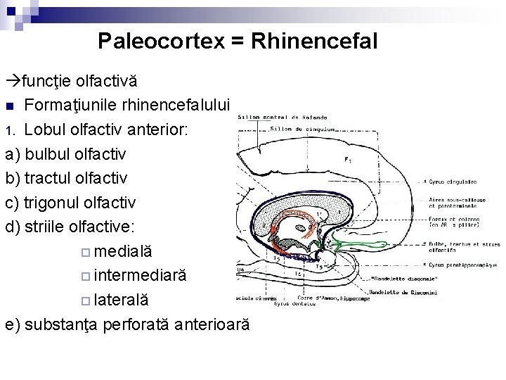 Paleocortex = Rhinencefal funcţie olfactivă n Formaţiunile rhinencefalului 1. Lobul olfactiv anterior: a) bulbul