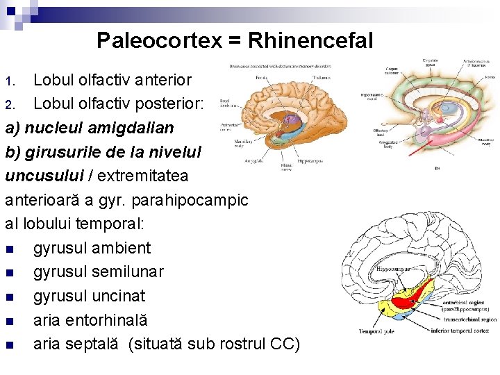 Paleocortex = Rhinencefal Lobul olfactiv anterior 2. Lobul olfactiv posterior: a) nucleul amigdalian b)