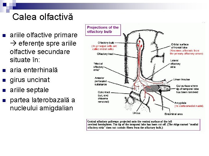 Calea olfactivă n n n ariile olfactive primare eferenţe spre ariile olfactive secundare situate