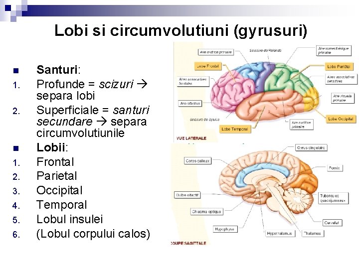 Lobi si circumvolutiuni (gyrusuri) n 1. 2. 3. 4. 5. 6. Santuri: Profunde =