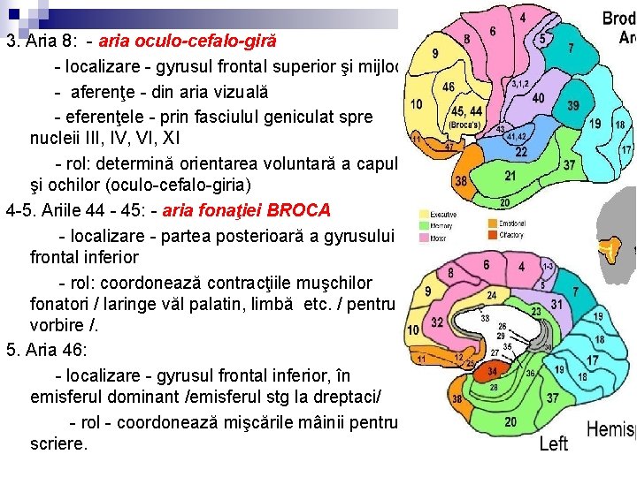 3. Aria 8: - aria oculo-cefalo-giră - localizare - gyrusul frontal superior şi mijlociu