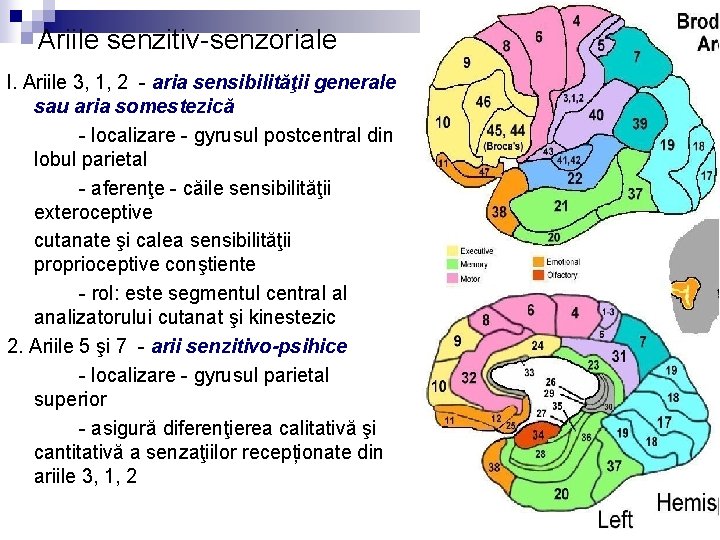 Ariile senzitiv-senzoriale l. Ariile 3, 1, 2 - aria sensibilităţii generale sau aria somestezică