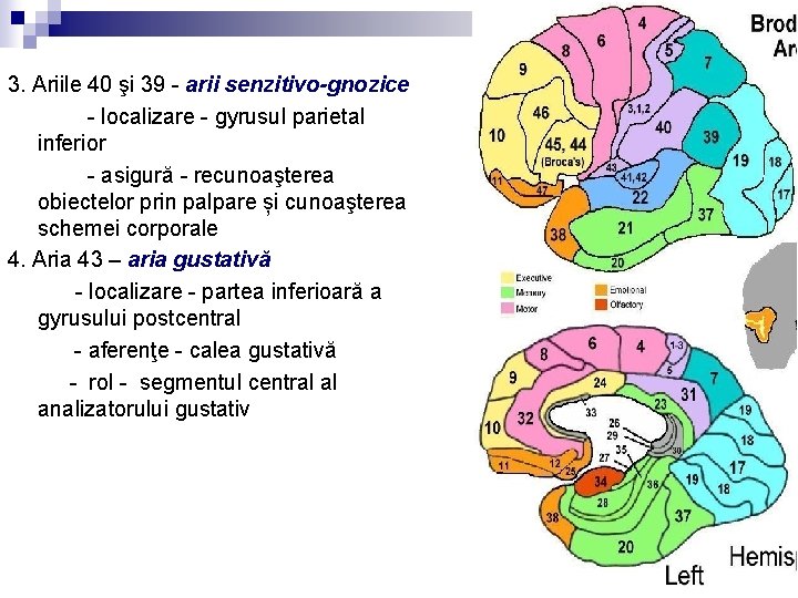 3. Ariile 40 şi 39 - arii senzitivo-gnozice - localizare - gyrusul parietal inferior