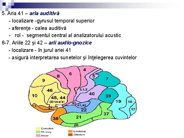5. Aria 41 – aria auditivă - localizare -gyrusul temporal superior - aferenţe -