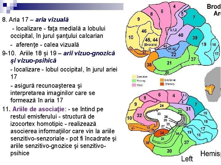8. Aria 17 – aria vizuală - localizare - faţa medială a lobului occipital,