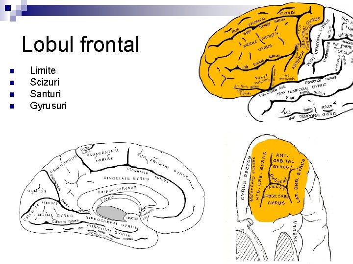Lobul frontal n n Limite Scizuri Santuri Gyrusuri 
