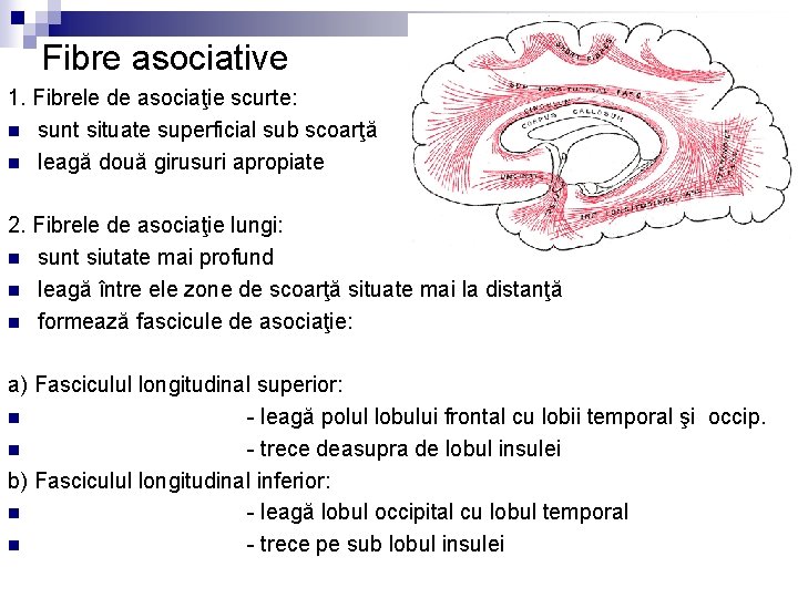 Fibre asociative 1. Fibrele de asociaţie scurte: n sunt situate superficial sub scoarţă n