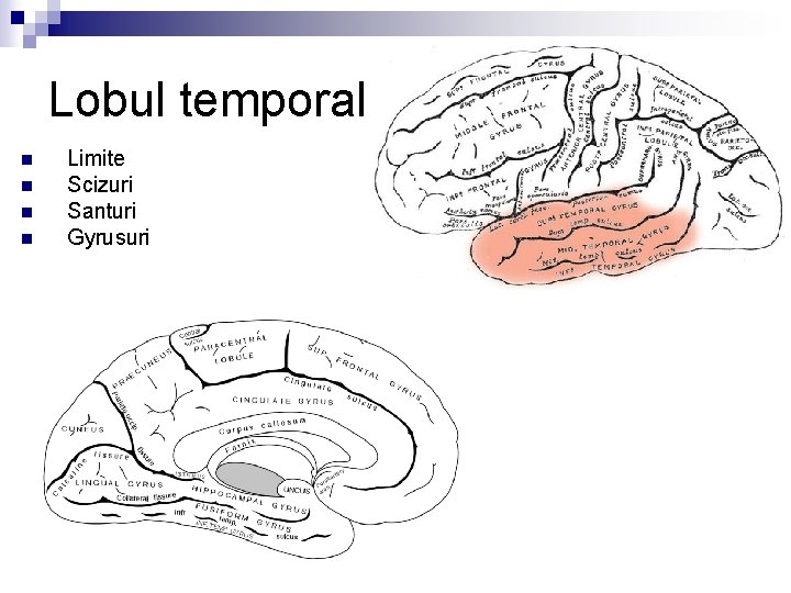 Lobul temporal n n Limite Scizuri Santuri Gyrusuri 
