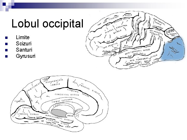 Lobul occipital n n Limite Scizuri Santuri Gyrusuri 