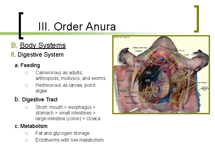 III. Order Anura B. Body Systems 6. Digestive System a. Feeding Carnivorous as adults;